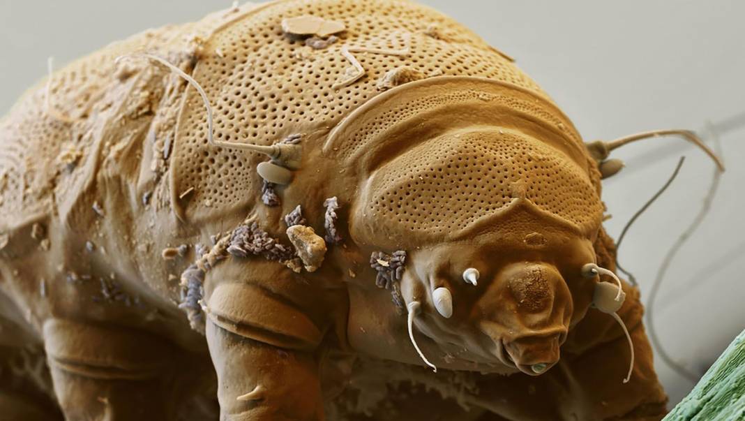 Tardigrad nedir? 11